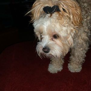 Meet your Posher, Brook